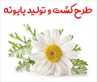 طرح کشت و تولید بابونه